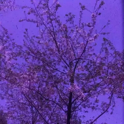紫色壁纸