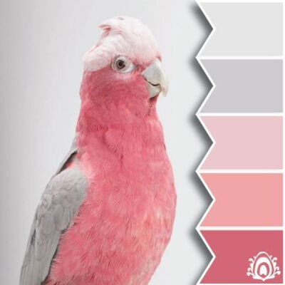 配色参考 · 和谐 ​