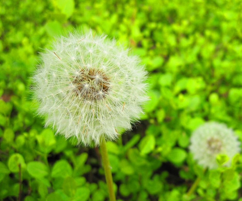 植物