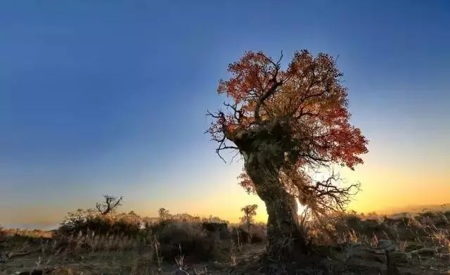 新疆胡杨林