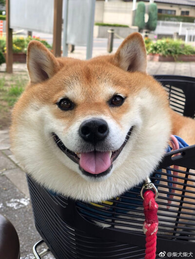 今天的hana宝宝依旧很开心呢 twitter：87shiba87 ?