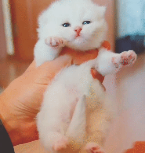 刚出生的的小奶猫，我要融化了 ​