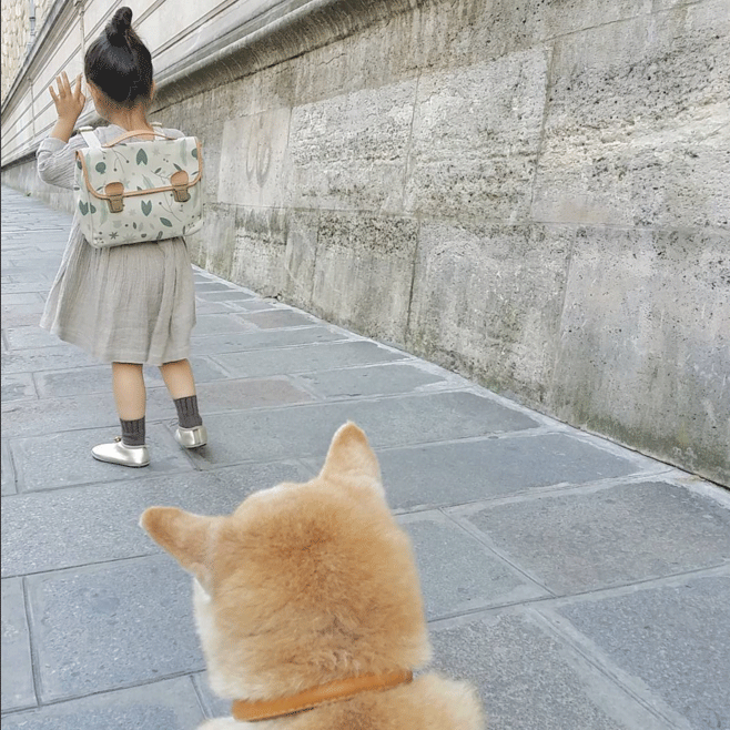 柴犬与女孩比心心