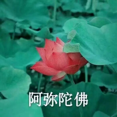 长辈喜欢的头像