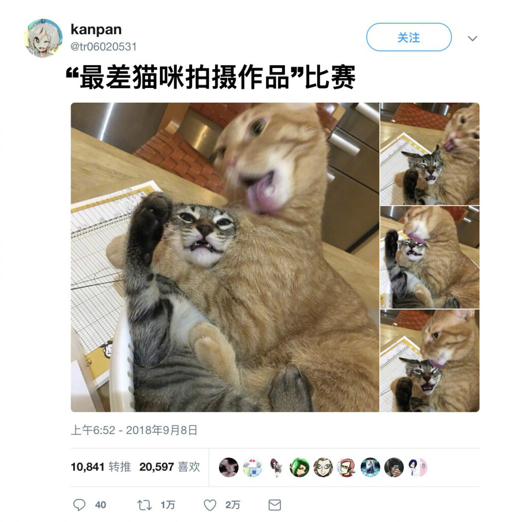 网友拍到的自家两只猫相亲相爱的画面。感觉下面的那只猫快要疯了 ​