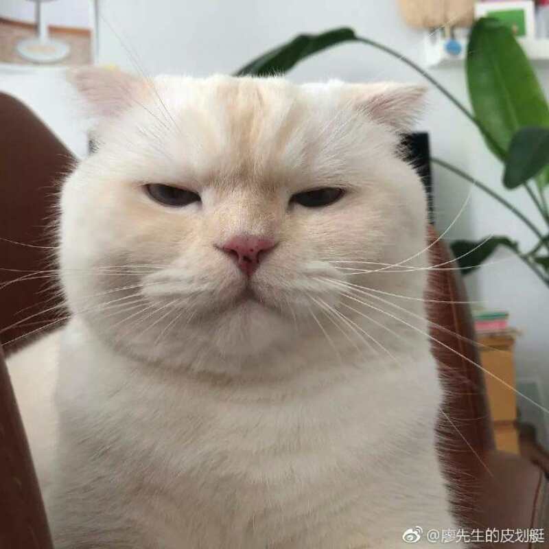 专辑_：闲静厅堂坐，闲猫槛上坐.♡_萌宠头像/猫咪头像/柴犬头像/狗狗头像、