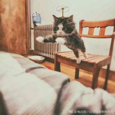 专辑_：闲静厅堂坐，闲猫槛上坐.♡_萌宠头像/猫咪头像/狗狗头像/金毛头像、