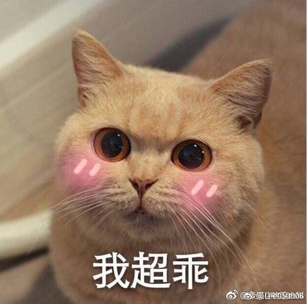 专辑_：闲静厅堂坐，闲猫槛上坐.♡_萌宠头像/猫咪头像/狗狗头像、