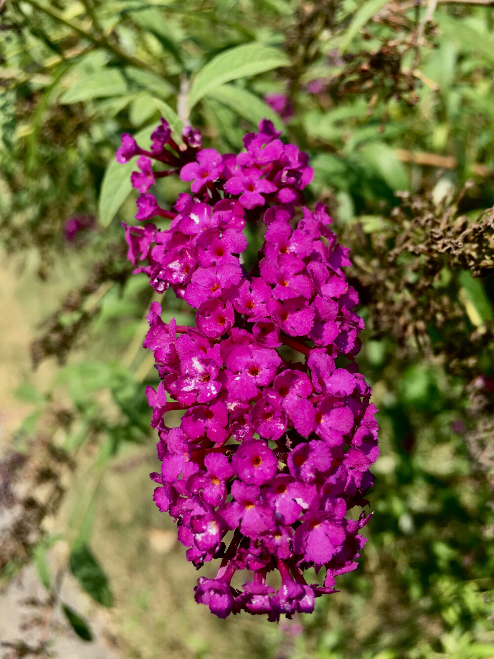 金秋的丁香花20180909植物研究所轉(zhuǎn)一圈