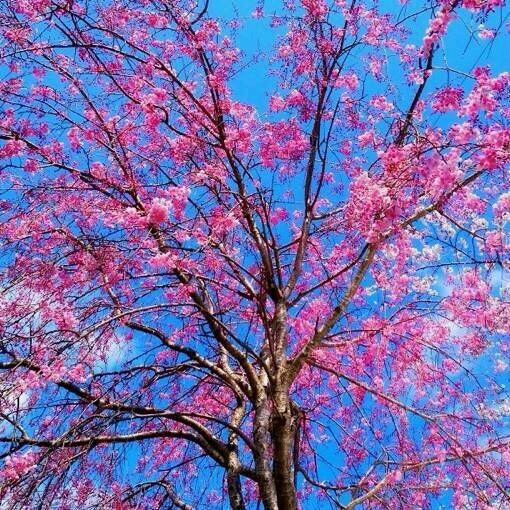 走在一条开满了桃花的路上，云蒸霞蔚，前途似锦。——季羡林《留德十年》 ​​​​