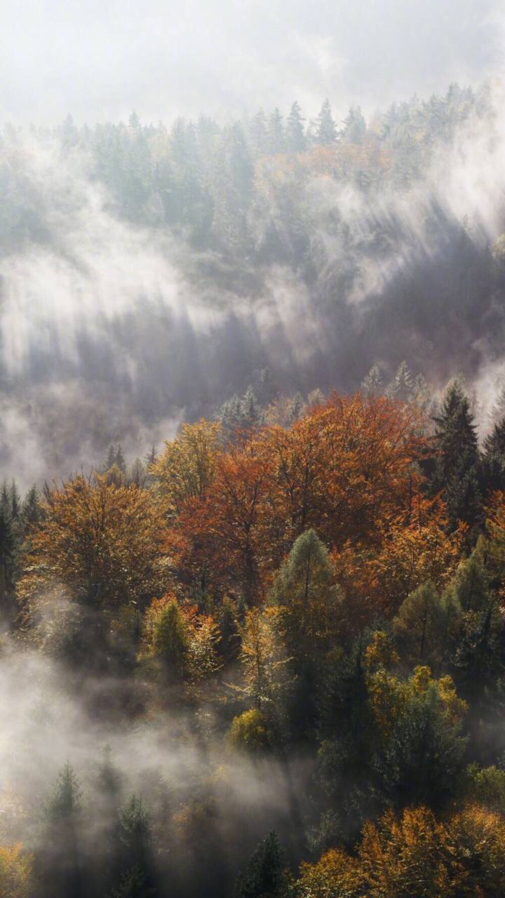 秋季森林 山 壁纸