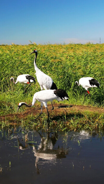 扎龙自然保护区~丹顶鹤的故乡