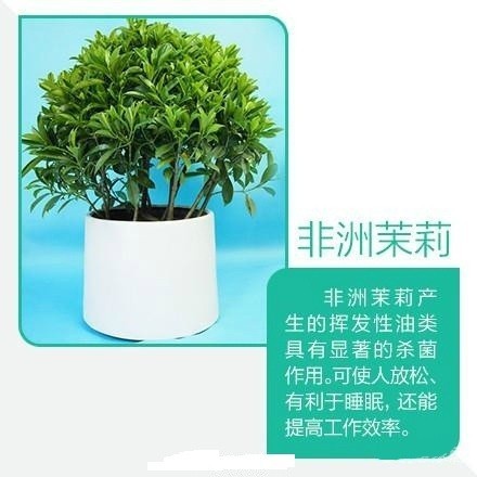 【9款吸毒植物】买一盆回家放在家里或寝室，既美观又净化空气。 ????