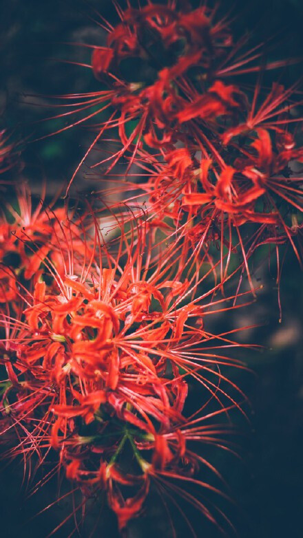 彼岸花，开一千年，落一千年，花叶永不相见。情不为因果，缘注定生死。——佛经 ​