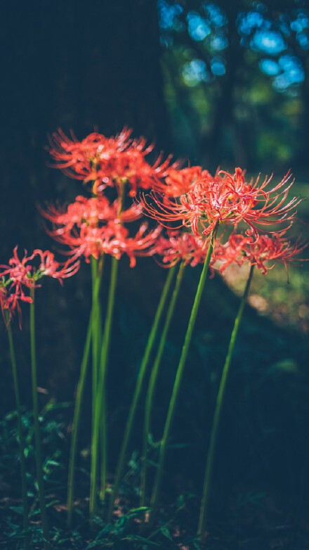 彼岸花，开一千年，落一千年，花叶永不相见。情不为因果，缘注定生死。——佛经 ​