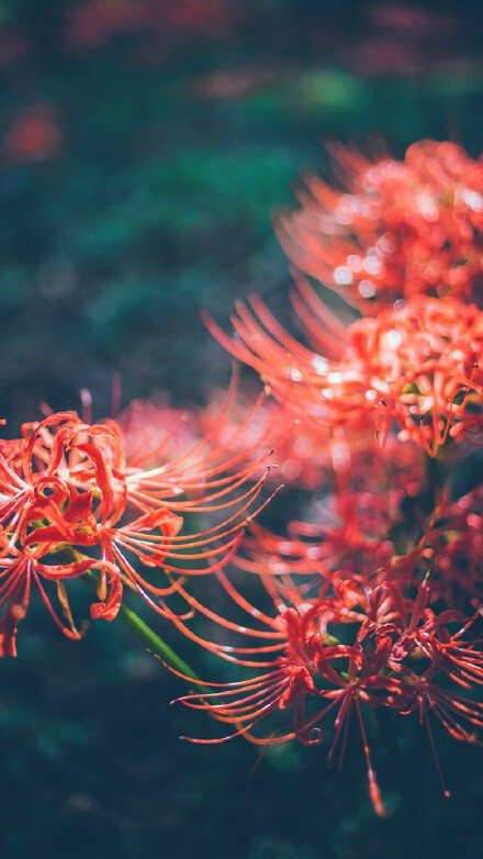 彼岸花，开一千年，落一千年，花叶永不相见。情不为因果，缘注定生死。——佛经 ​