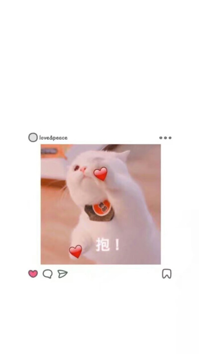 手机壁纸 猫✨ by：Kylo
