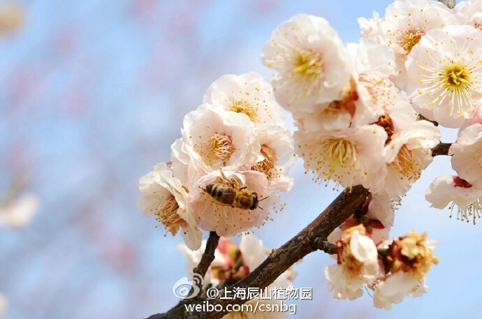 我家梅花已经大片盛开啦，勤劳的小蜜蜂也被花香吸引来啦！每年的2月下旬至3月中上旬都是赏梅好时机！ ​​​​