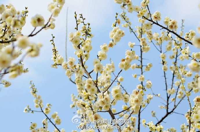 我家梅花已经大片盛开啦，勤劳的小蜜蜂也被花香吸引来啦！每年的2月下旬至3月中上旬都是赏梅好时机！ ​​​​