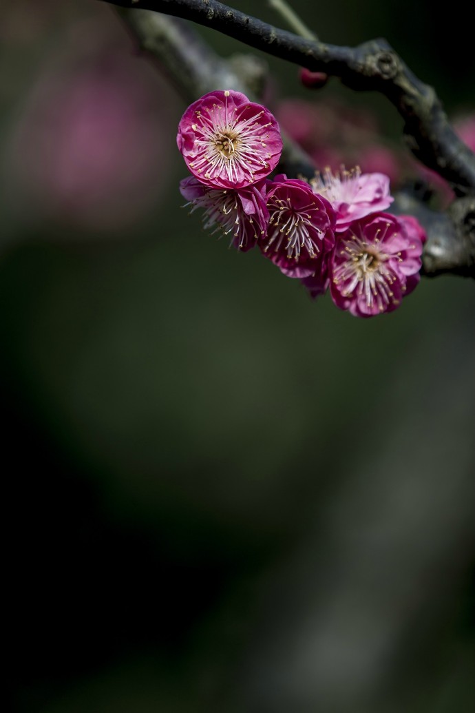 从来不见梅花谱，信手拈来自有神。 不信试看千万树，东风吹着便成春。 @微相册 @微博相机 【梅韵]】摄影：莘庄公园 ​​​​