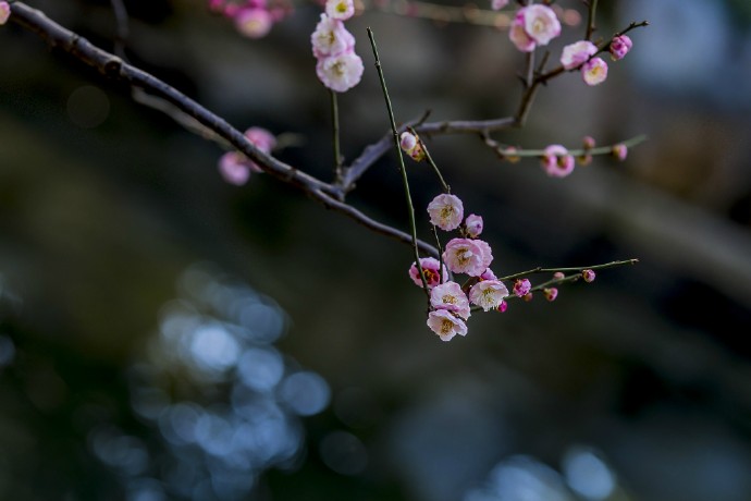 从来不见梅花谱，信手拈来自有神。 不信试看千万树，东风吹着便成春。 @微相册 @微博相机 【梅韵]】摄影：莘庄公园 ​​​​