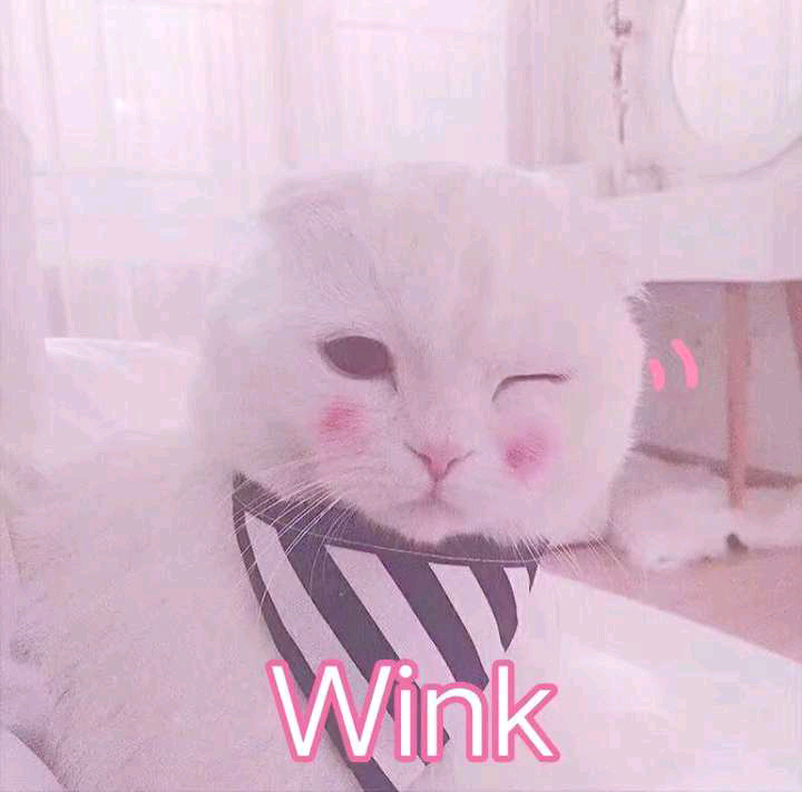 ♡猫