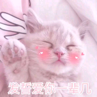 ♡猫