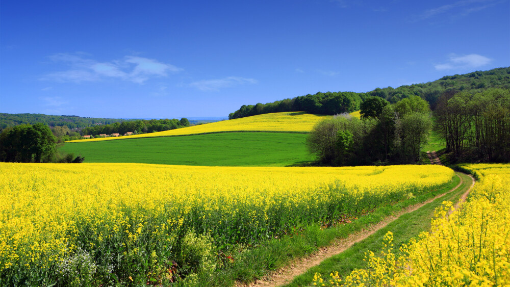 农场 油菜花 树林 蓝天