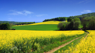 农场 油菜花 树林 蓝天