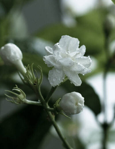 露花洗出通身白，沈水熏成换骨香。 ​