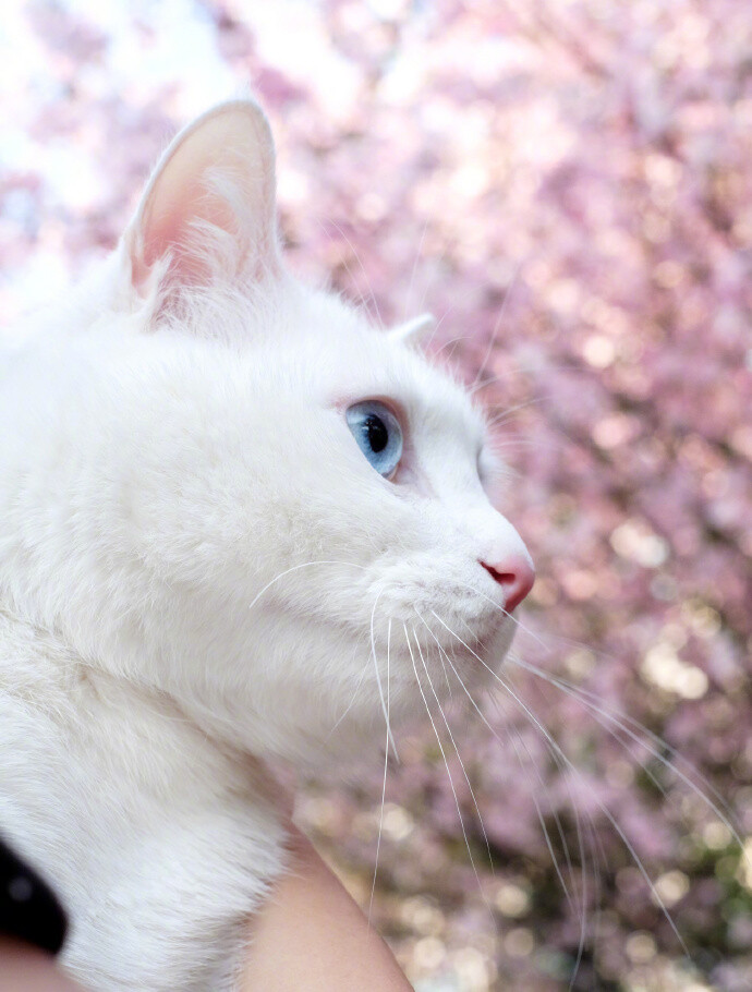 上帝很有意思，猫喜欢吃鱼，猫却不能下水，鱼喜欢吃蚯蚓，鱼却不能上岸。人生，就是一边拥有，一边失去;一边选择，一边放弃。 人生，哪有事事如意，生活，哪有样样顺心。所以，不和别人较真，因为不值得，不和自己较真，因为伤不起，不和往事较真。 ​