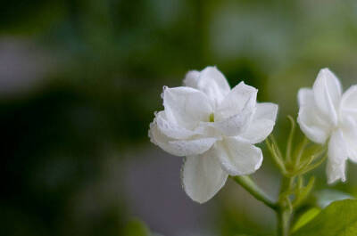 露花洗出通身白，沈水熏成换骨香。 ​