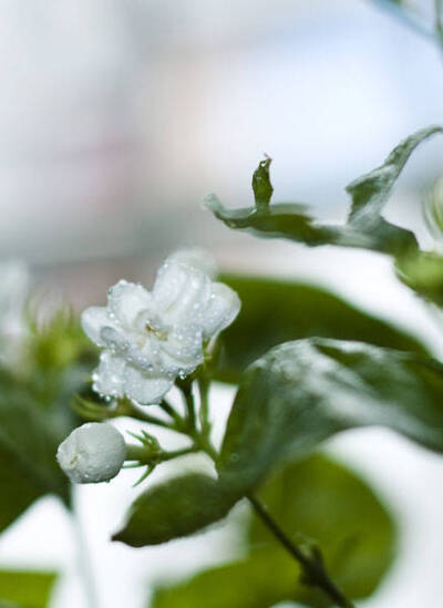 露花洗出通身白，沈水熏成换骨香。 ​