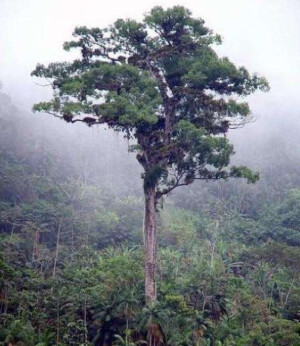 帕特里亚卡弗洛雷斯塔树，位于南美洲的巴西，生长着一棵巴西最古老的非针叶树，而且这棵树还是合法卡林玉蕊木的一类，根据植物学家测算，这棵树已经有3000年的历史，可以说是南美洲之最！