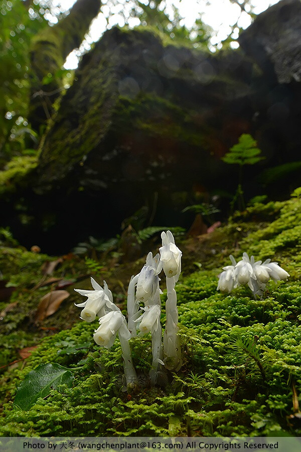 【台湾5.0】没有雨的夜晚，是天堂！忘忧森林，台湾堇菜，狭叶七叶一枝花，台湾岩扇，阿里山水晶兰，红冬蛇菰，台湾独蒜兰。 ​​​​