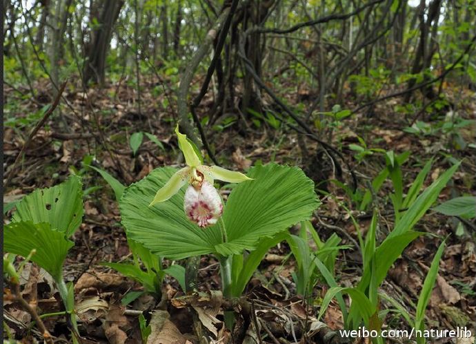 扇脉杓兰（Cypripedium japonicum），浙江唯一的杓兰，被@匪徒猫天真猪 封为最丑的杓兰 ​​​​ 不丑啊！谁说丑了?!挺美的啊！