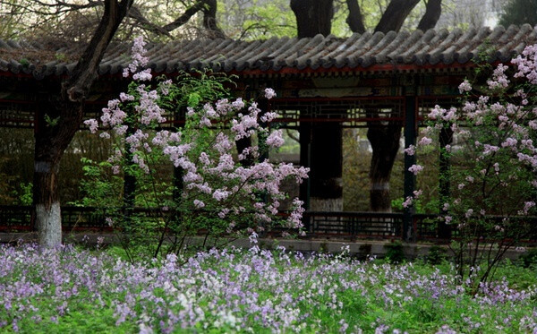 春游芳草地，夏览荷花池。秋踏落叶路，冬吟白雪诗。 ​