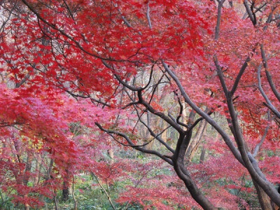 春游芳草地，夏览荷花池。秋踏落叶路，冬吟白雪诗。 ​