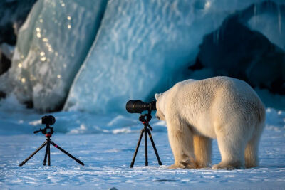 世界野生动物搞笑摄影大赛（Comedy Wildlife Photography Awards）尽管动物世界弱肉强食、适者生存，十分残酷，依然有那么一些瞬间是温暖的，让人不禁会心一笑。 ​