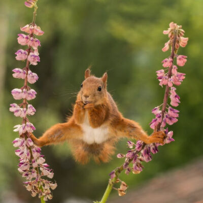 世界野生动物搞笑摄影大赛（Comedy Wildlife Photography Awards）尽管动物世界弱肉强食、适者生存，十分残酷，依然有那么一些瞬间是温暖的，让人不禁会心一笑。 ​