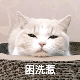 猫咪表情包GIF