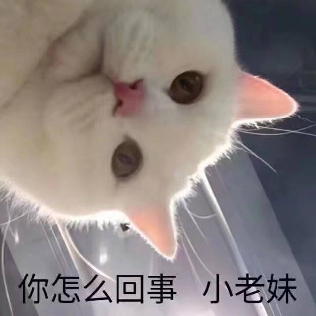 情侣头像 可爱情头 猫狗