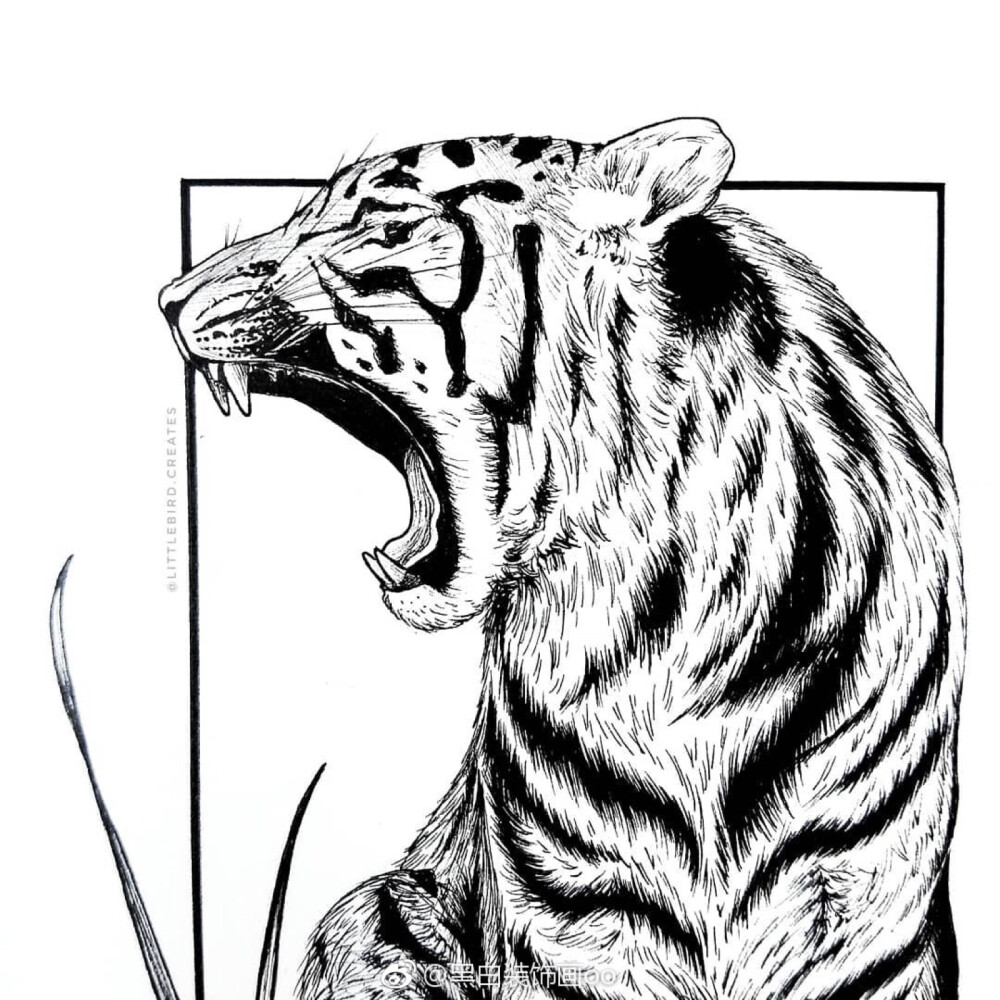 素描老虎 图案图片