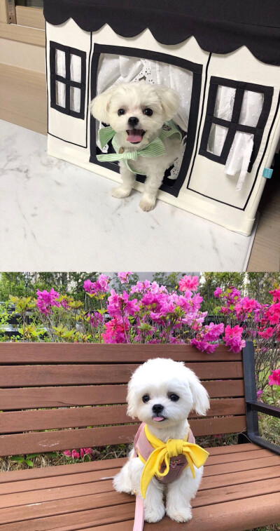 马尔济斯犬