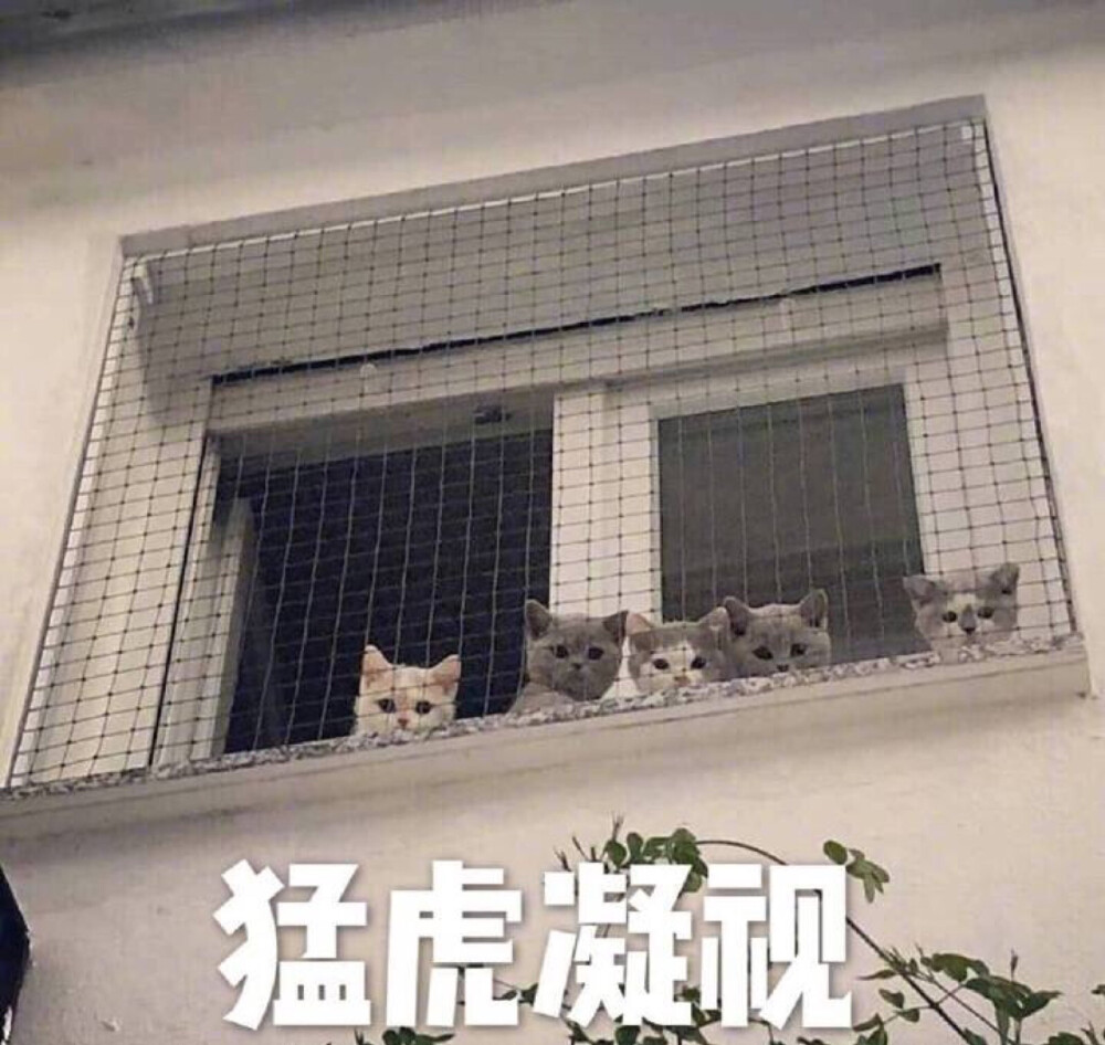 猫咪
