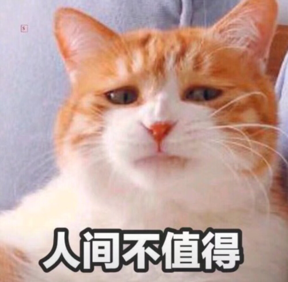 猫咪