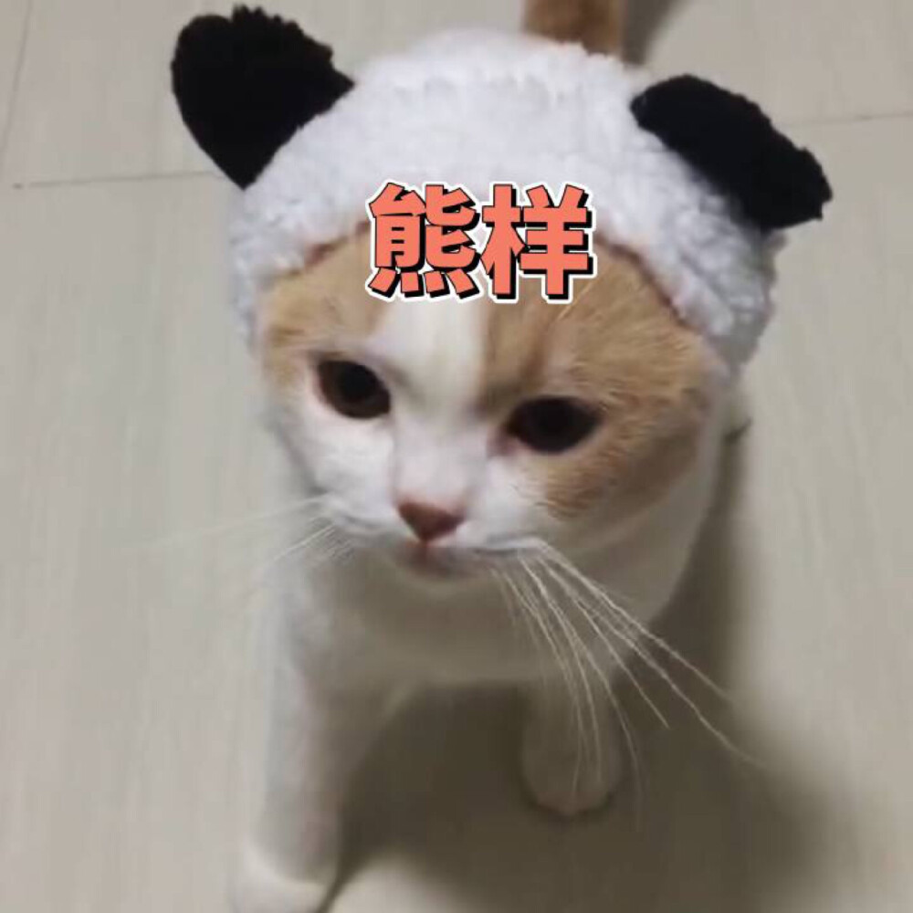 猫咪