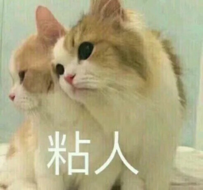 猫咪