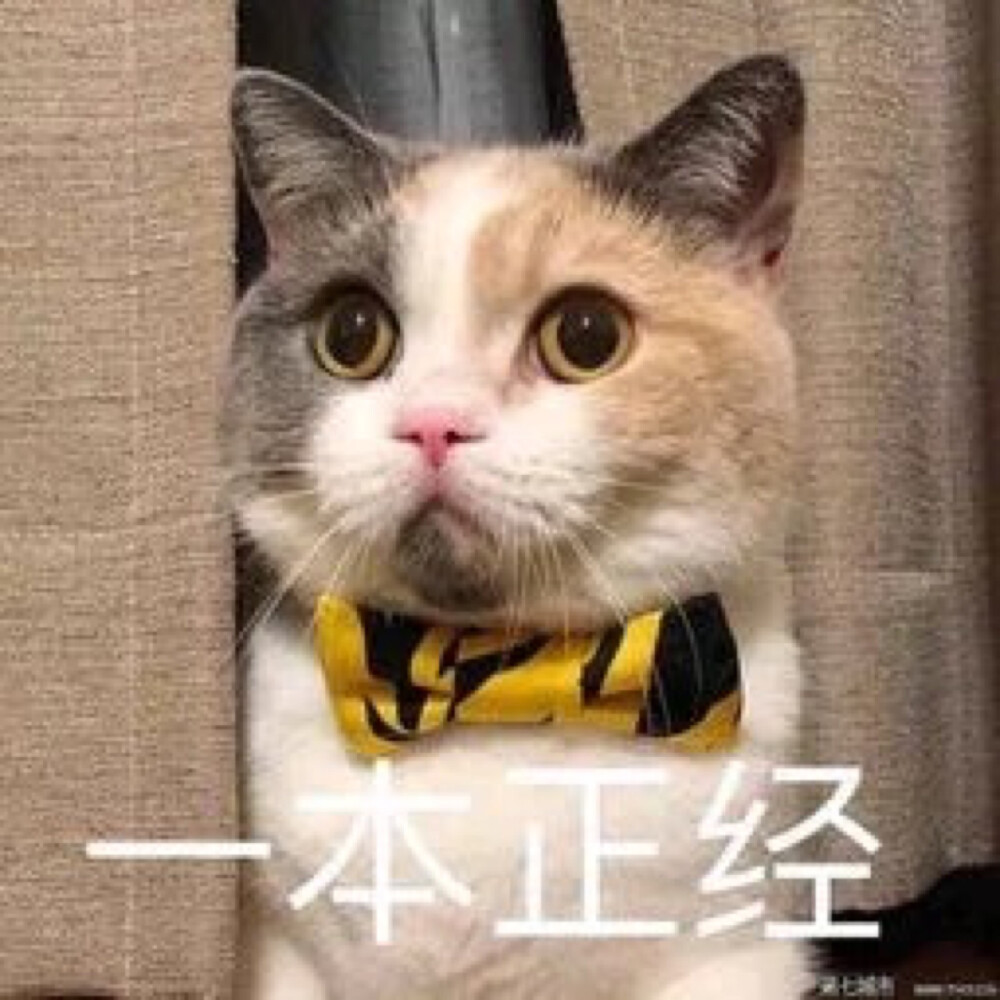 猫咪表情