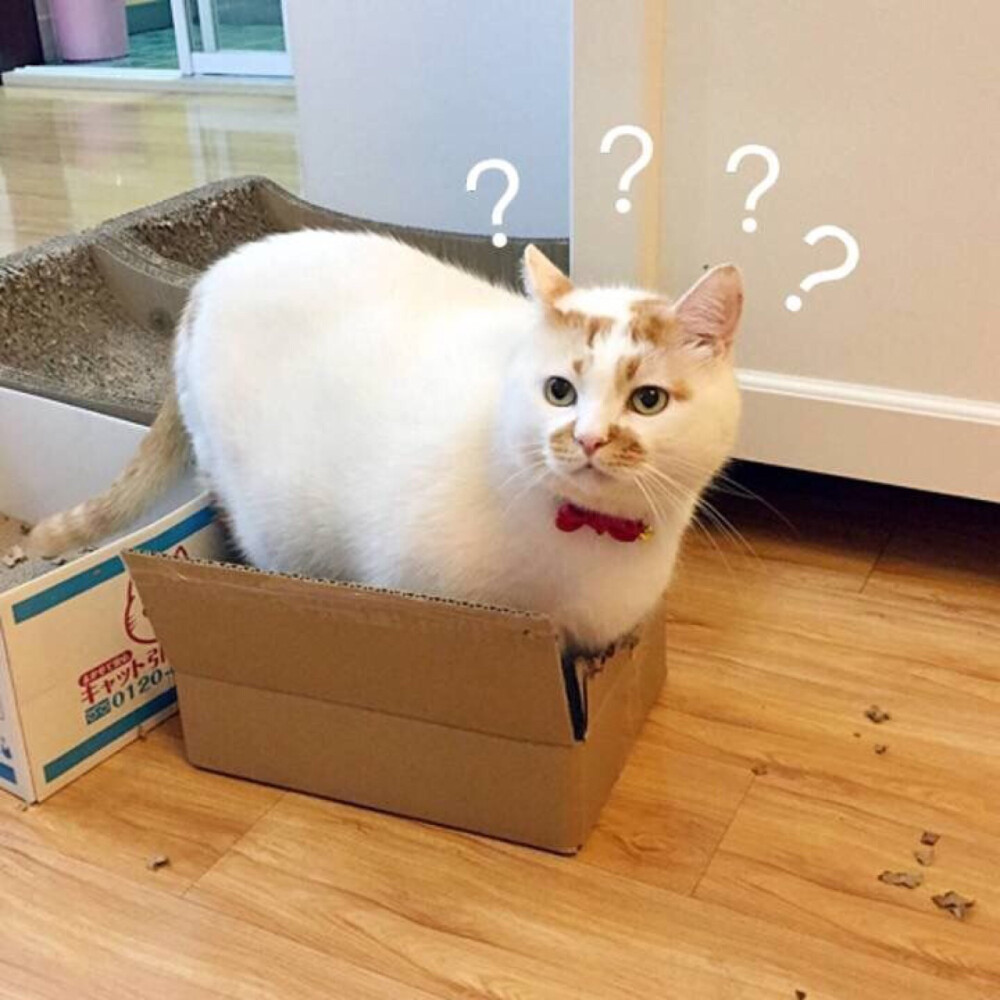 猫咪表情